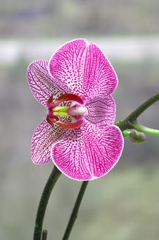 Pink Orchid Stock Image Pink Orchid Stock Image