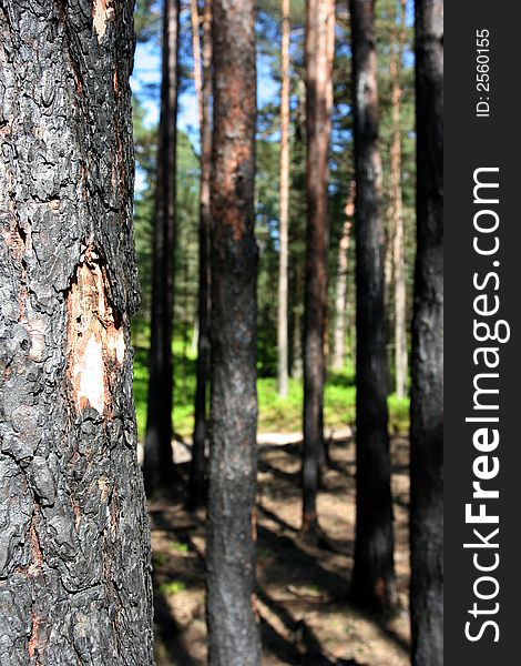 Trees after the forest fire. Trees after the forest fire