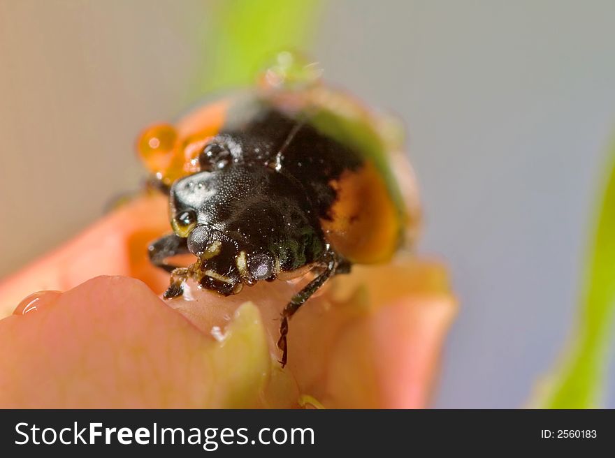 Ladybird Portrait In Drops