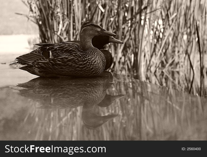 Pair of mallards reflected on a polished stone surface. Not a product of Photoshop. Colour version available. Pair of mallards reflected on a polished stone surface. Not a product of Photoshop. Colour version available