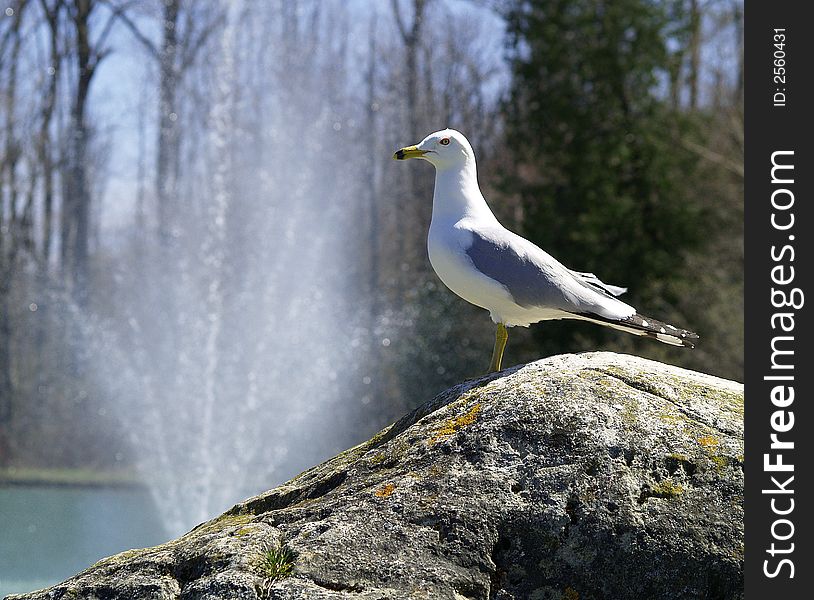 A seagull stands on a rock with a fountain in the background. A seagull stands on a rock with a fountain in the background.