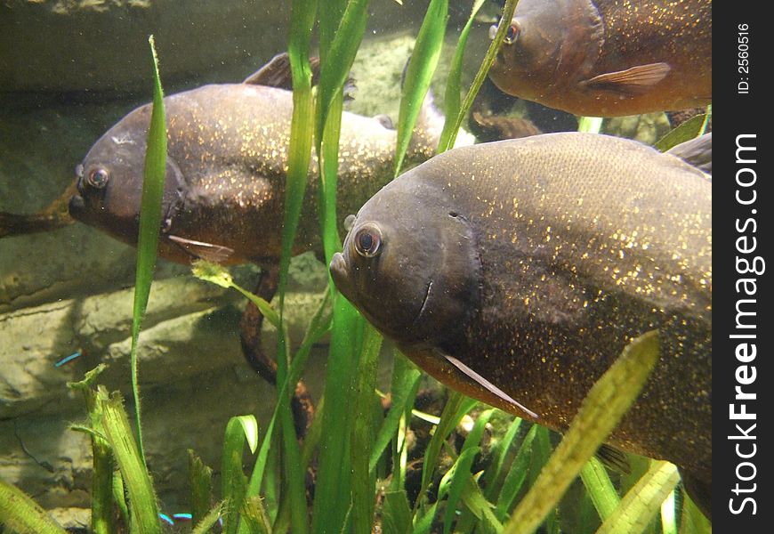 Three aquarium fish in lit tank in zoo. Three aquarium fish in lit tank in zoo