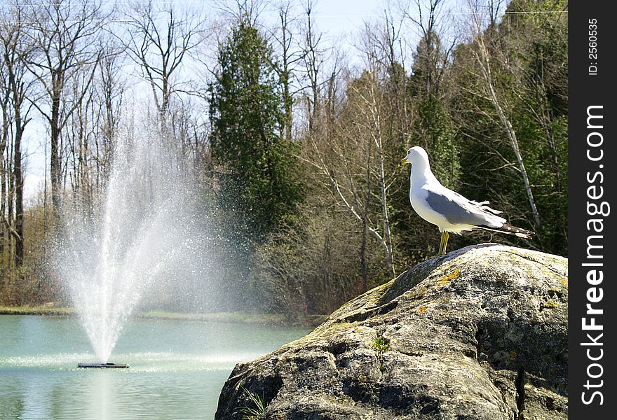 A seagull watches a fountain from its rocky perch. A seagull watches a fountain from its rocky perch.