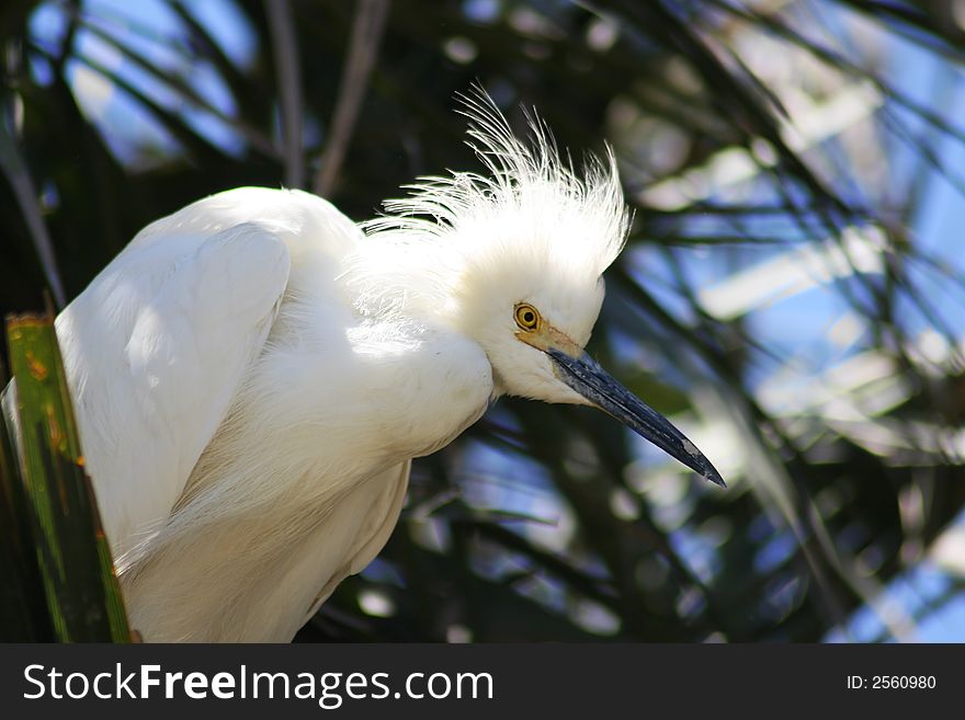 Snowy egret sitting in a tree