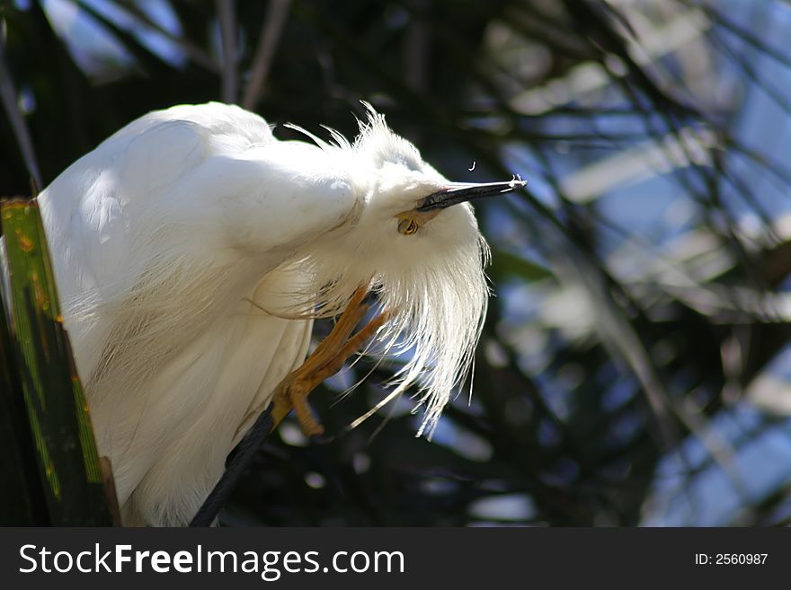 Snowy egret scratching an itch. Snowy egret scratching an itch