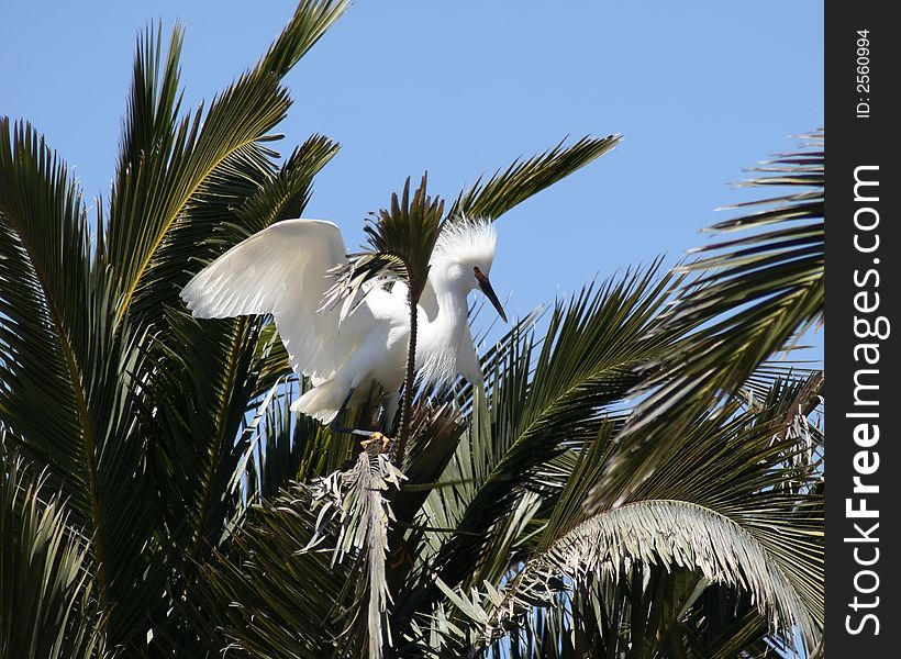 Snowy Egret Landing