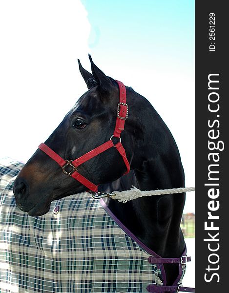 Head and neck of balck horse wearing a red halter and plaid sheet. Head and neck of balck horse wearing a red halter and plaid sheet.