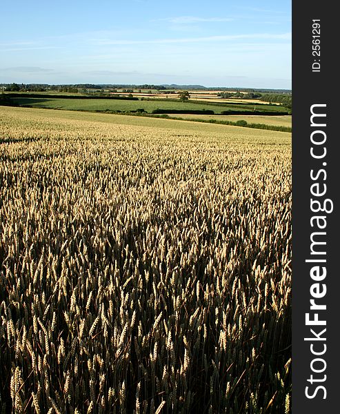 A field of bright corn in shropshire, england. A field of bright corn in shropshire, england