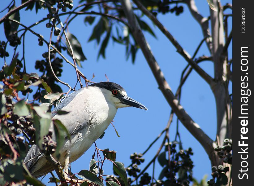 Black Crowned Night Heron