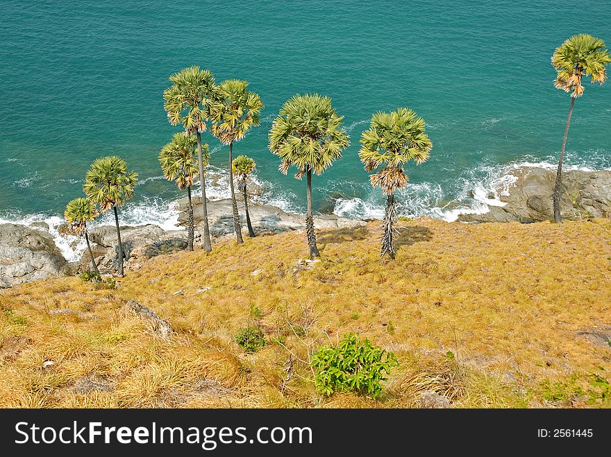 Kind on palm trees and ocean from breakage. Kind on palm trees and ocean from breakage