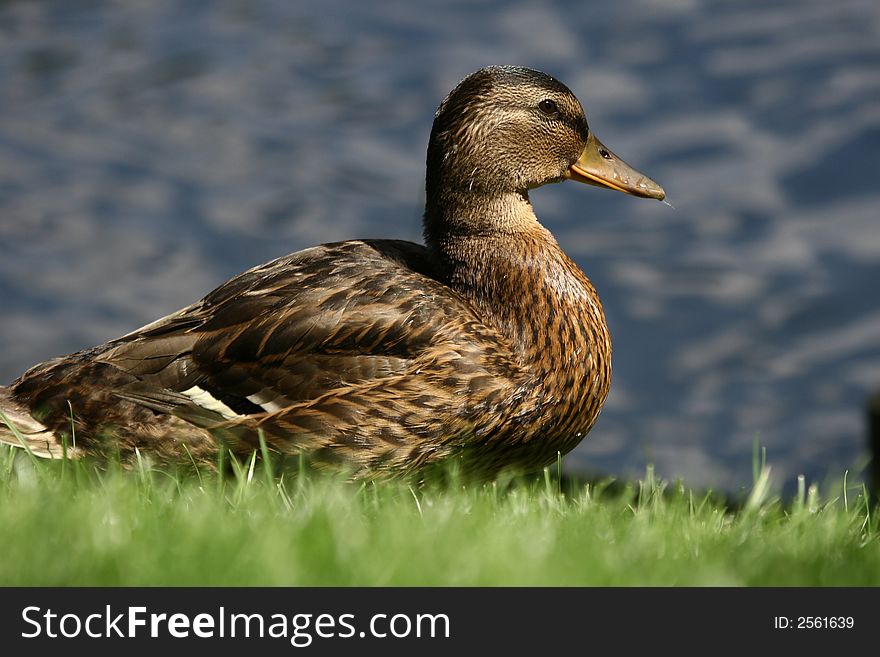 Other Duck