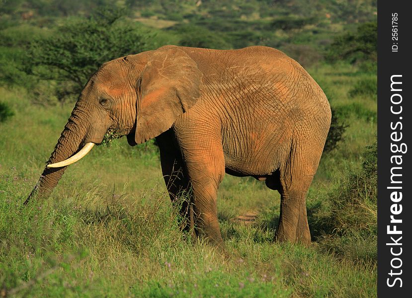 African Elephant eating Samburu National Park Kenya