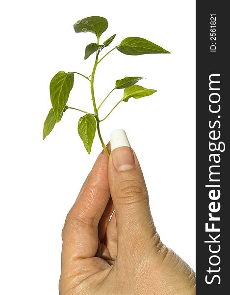 Close-up of seedling pepper in hand