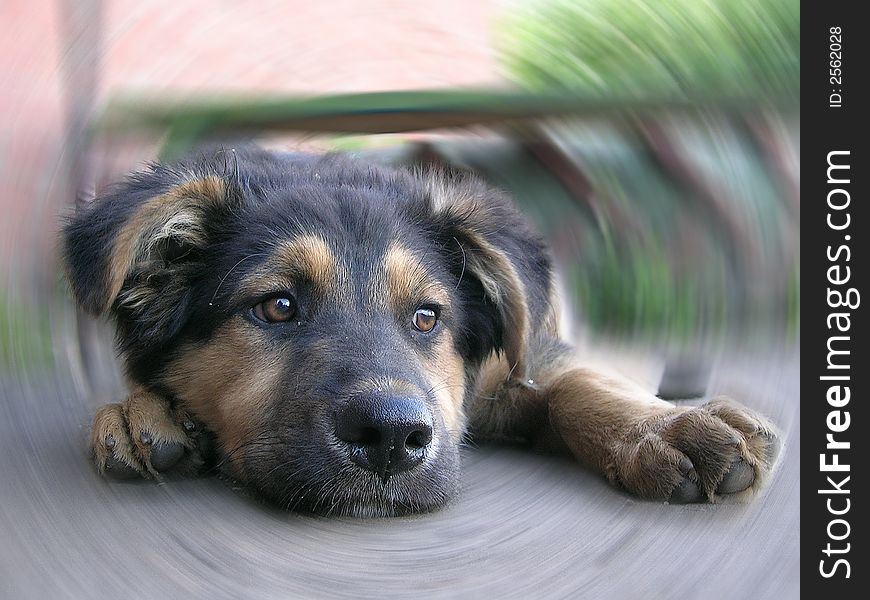 A closeup of a resting dog, with one foot stretched out before it. The picture is edited with a motion blur on the background. A closeup of a resting dog, with one foot stretched out before it. The picture is edited with a motion blur on the background.