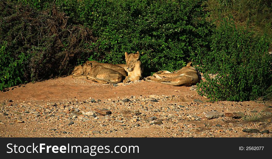 Basking lions Samburu National Park Kenya