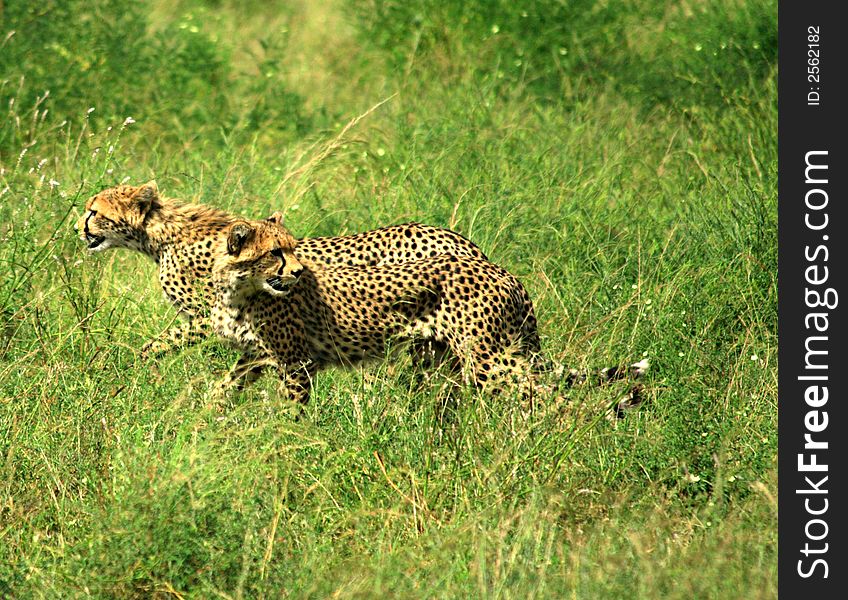 Two cheetahs running through the grass Samburu National Park Kenya