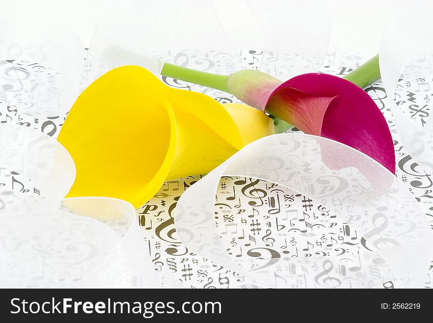 Ribbons with yellow and pink callas on a sheet of music symbols. Ribbons with yellow and pink callas on a sheet of music symbols.