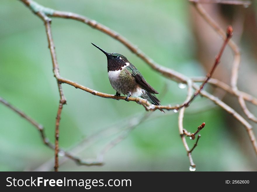 Humming bird in the rain