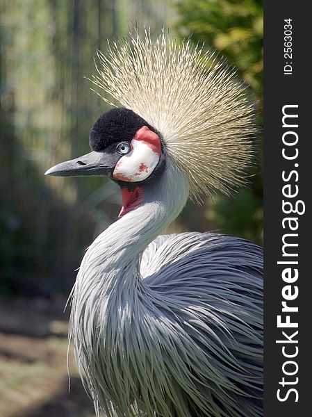 Portrait Picture of the Crowned Crane.