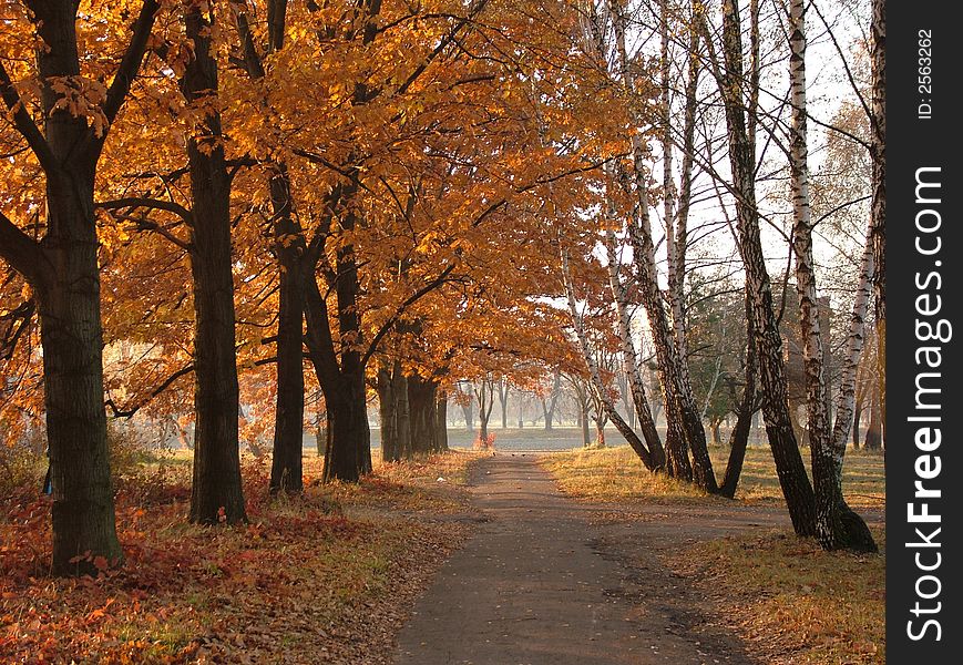 Trees with red-yellow leaves and easy fog. Trees with red-yellow leaves and easy fog