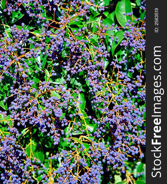 Purple berries shrub in a rural area.