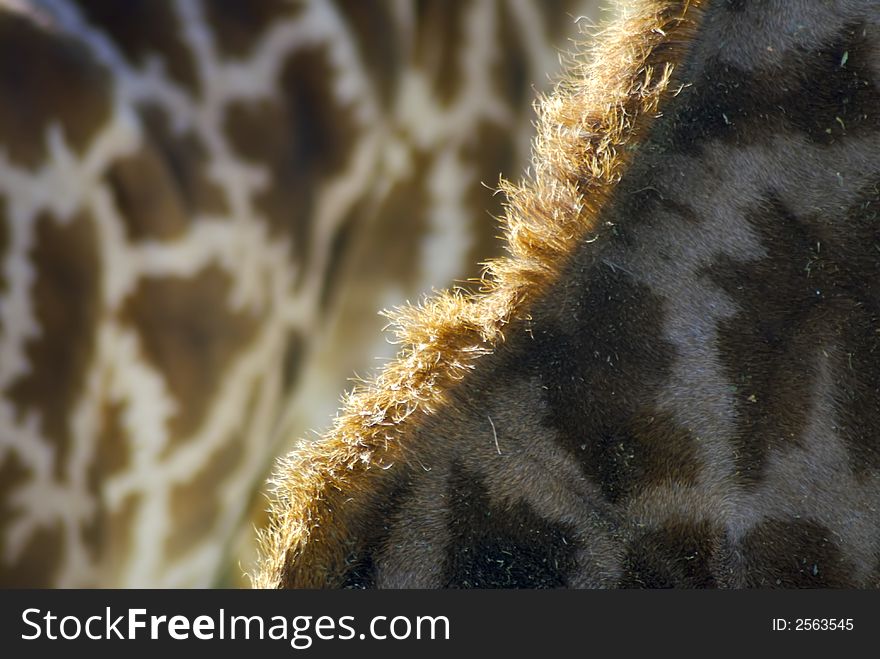 A close up of two giraffes which gives a great study on lines and composition. A close up of two giraffes which gives a great study on lines and composition