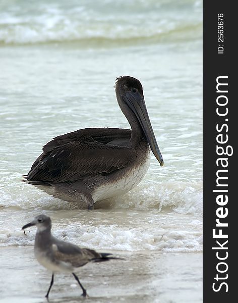 Pelican and Sandpiper