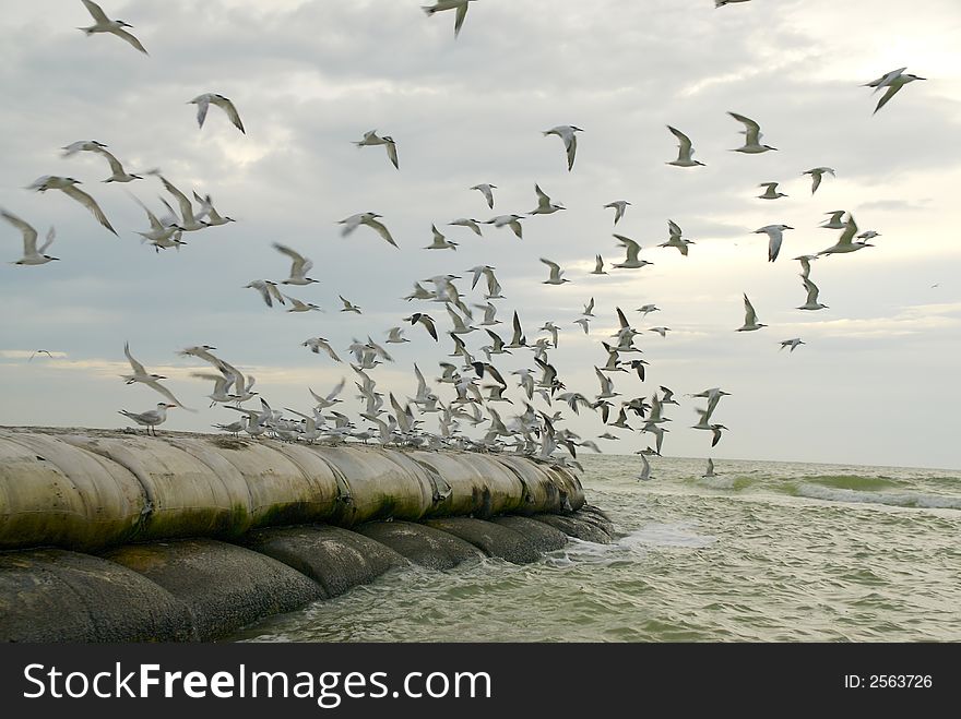 A flock of terns take flight from a man made outcropping at dusk. A flock of terns take flight from a man made outcropping at dusk