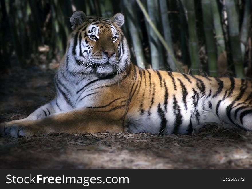 A majestic tiger rests inside a bamboo forest. A majestic tiger rests inside a bamboo forest