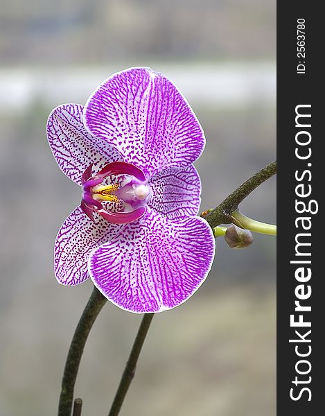 A purple orchid in bloom against a muted grey background
