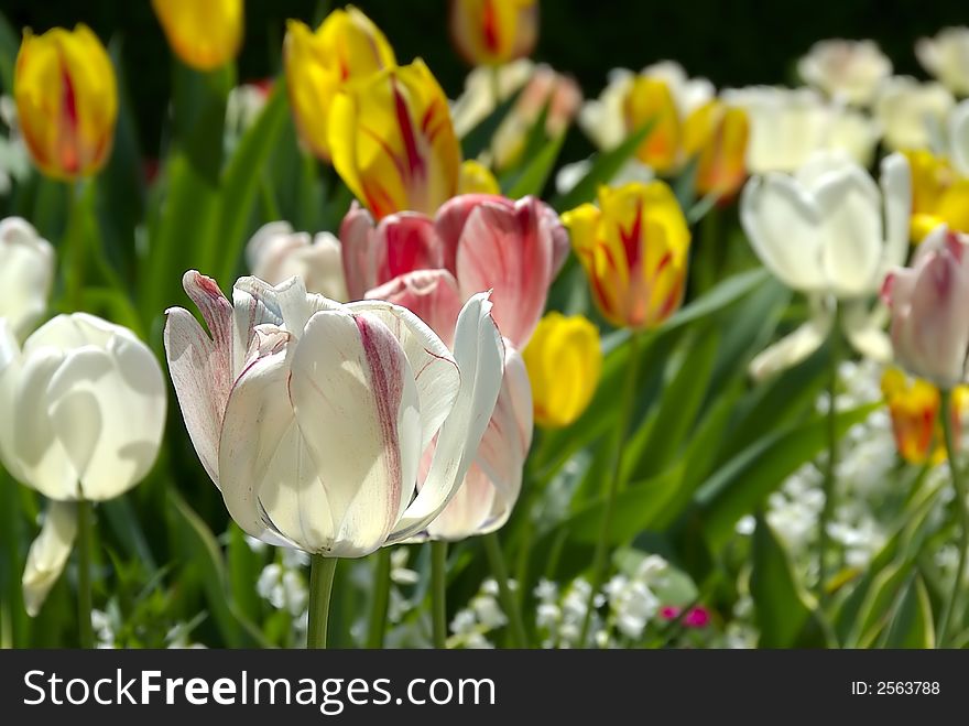 Beautiful tulips bloom in a well tended spring garden. Beautiful tulips bloom in a well tended spring garden