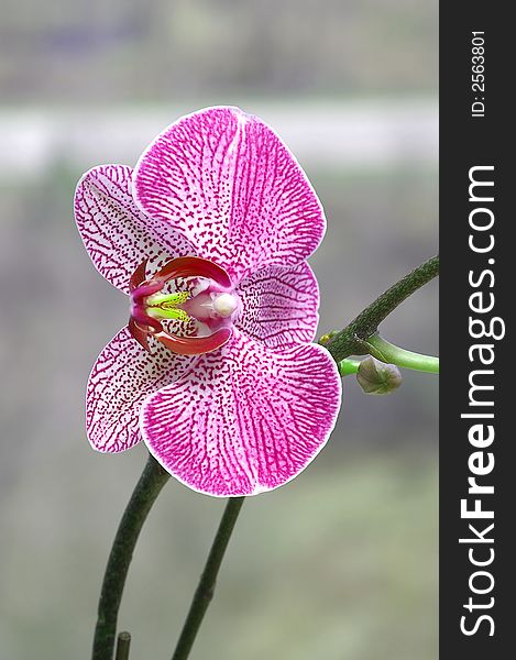 A pink orchid in bloom against a muted grey background