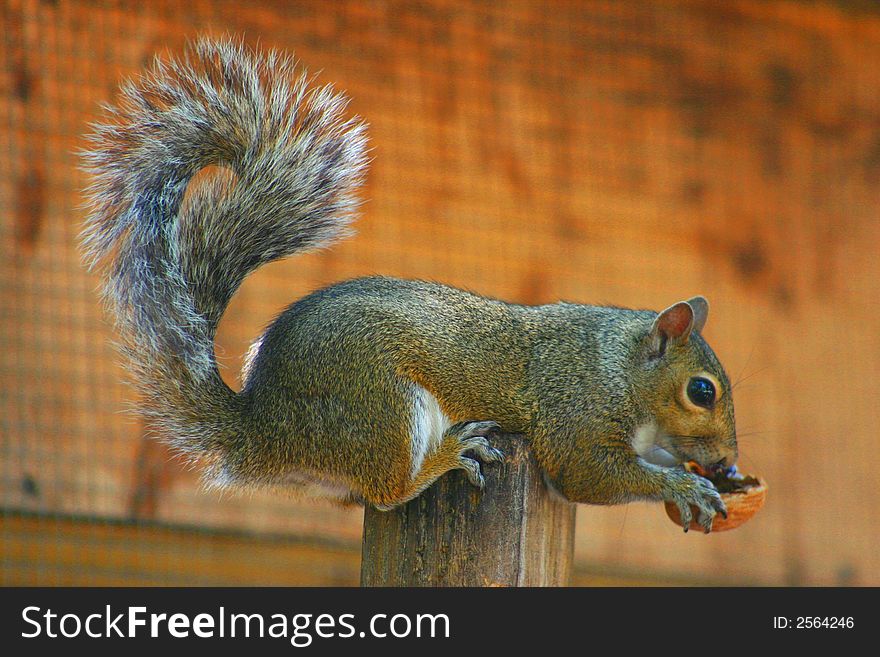 Squirrel with nut 2