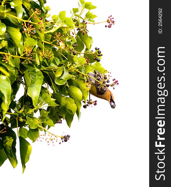 A cedar waxwing, head-down on a patch of ivy, shows off a berry in beak, isolated against a bright white sky. A cedar waxwing, head-down on a patch of ivy, shows off a berry in beak, isolated against a bright white sky