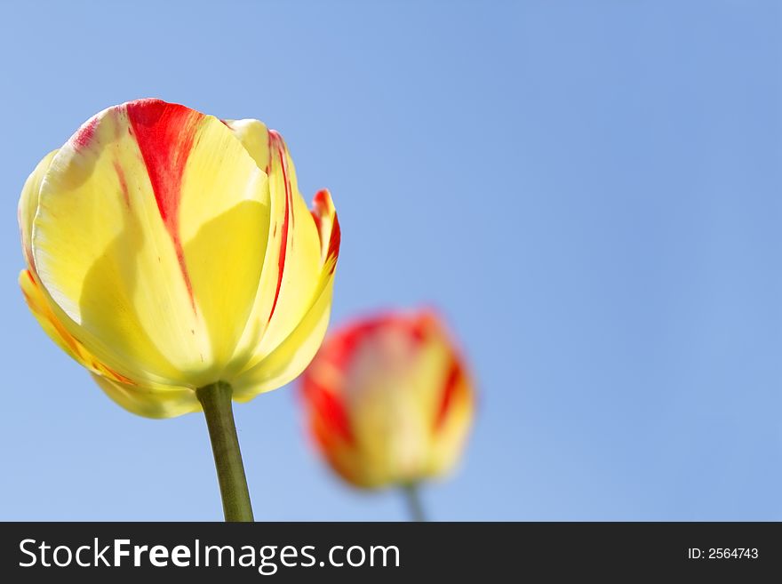 Image of two tulips over a blue sky with important copy-space. Image of two tulips over a blue sky with important copy-space.