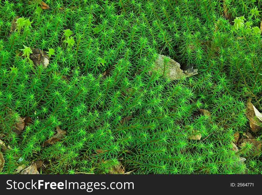 Green grass with fallen down leaves
