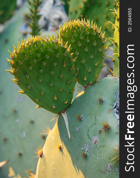 Cactus Portrate 3