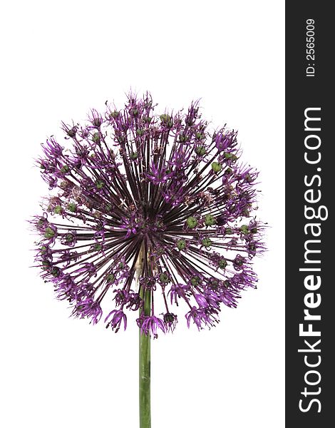 Allium