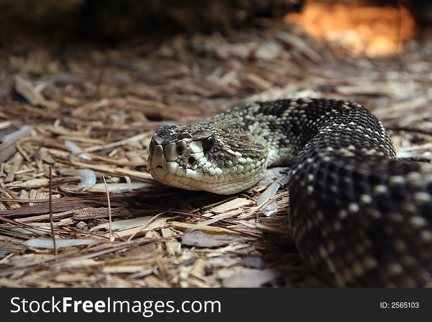 A rattlesnake crawling over straw on the ground.