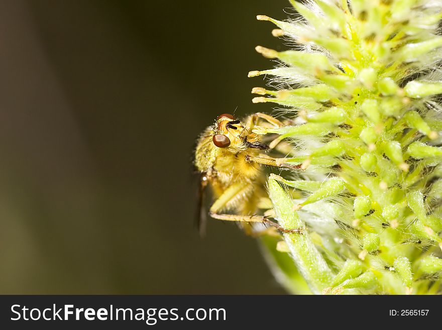 Small fly is sitting on yellow flower. Small fly is sitting on yellow flower