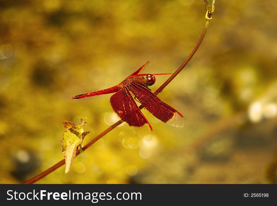 Red dragonfly perched on a plant twig near a pond