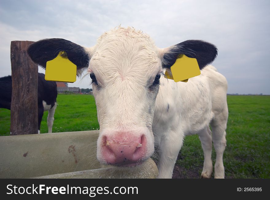 Funny baby cow on farmland
