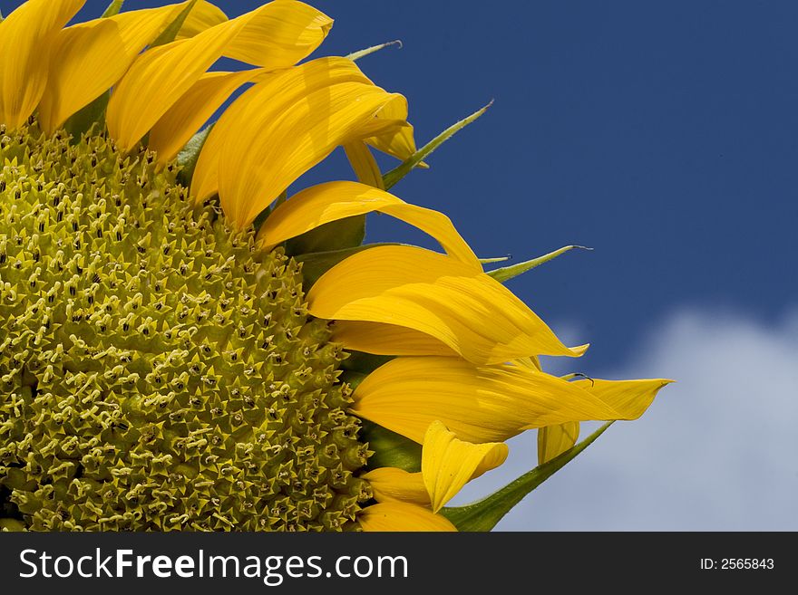 Sunflower field  in sunshine day