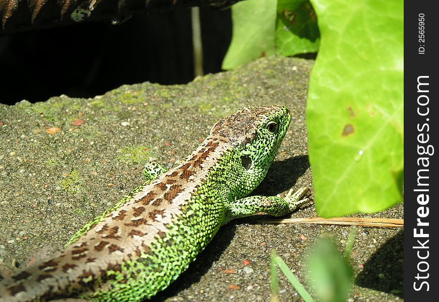 Green lizard in garden in sun