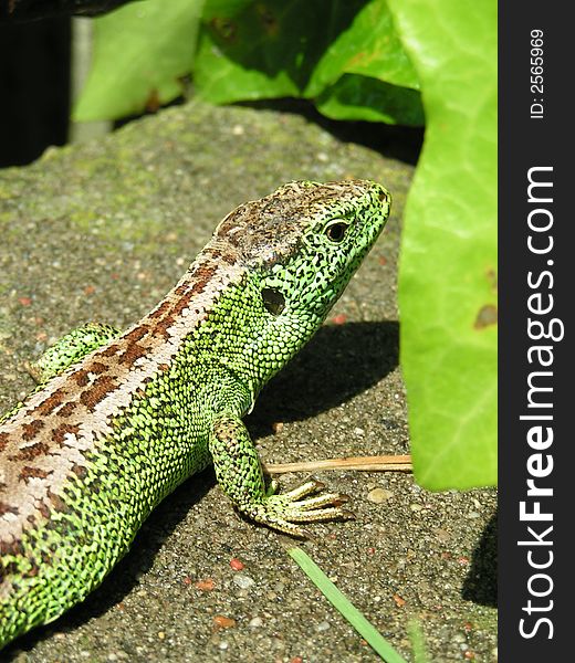 Green lizard in garden in sun