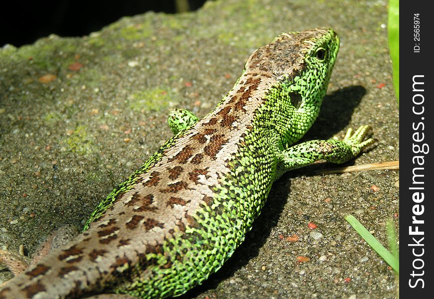 Green lizard on stone in sun