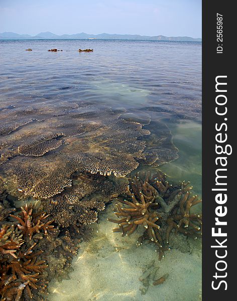 Coral islands under water