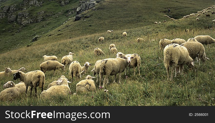 Sheep's on the mountain in spring