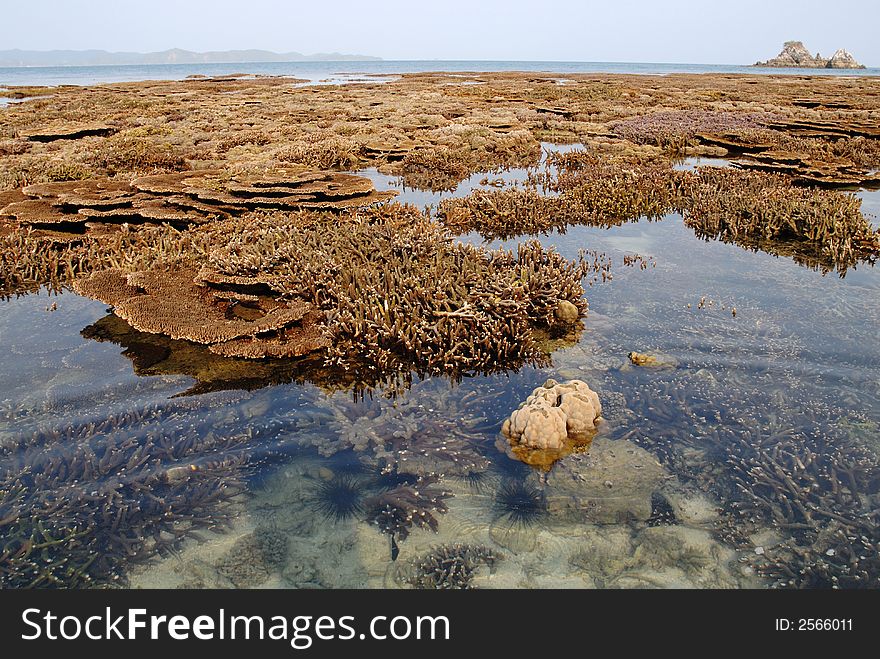 Corals after outflow at ocean. Corals after outflow at ocean