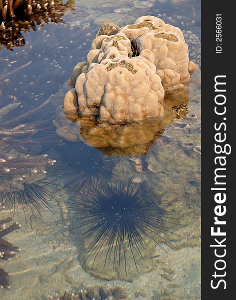 Corals and sea hedgehog after outflow at ocean. Corals and sea hedgehog after outflow at ocean